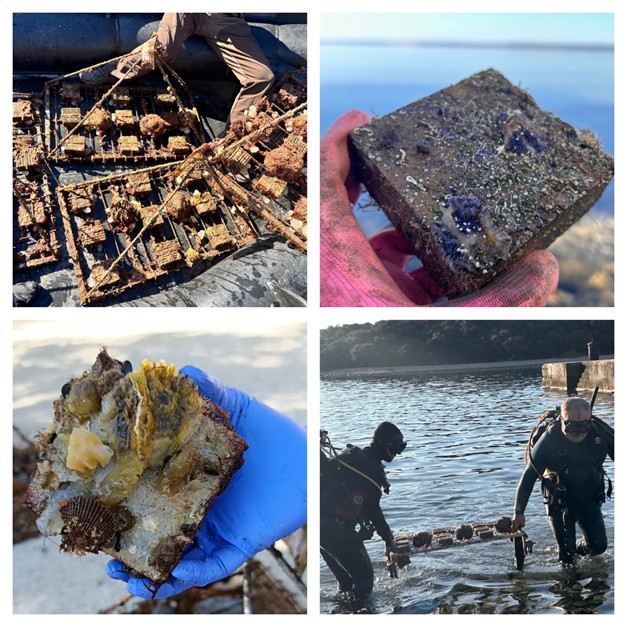 Oyster Settlement Experiment: First Fieldwork Phase Completed
