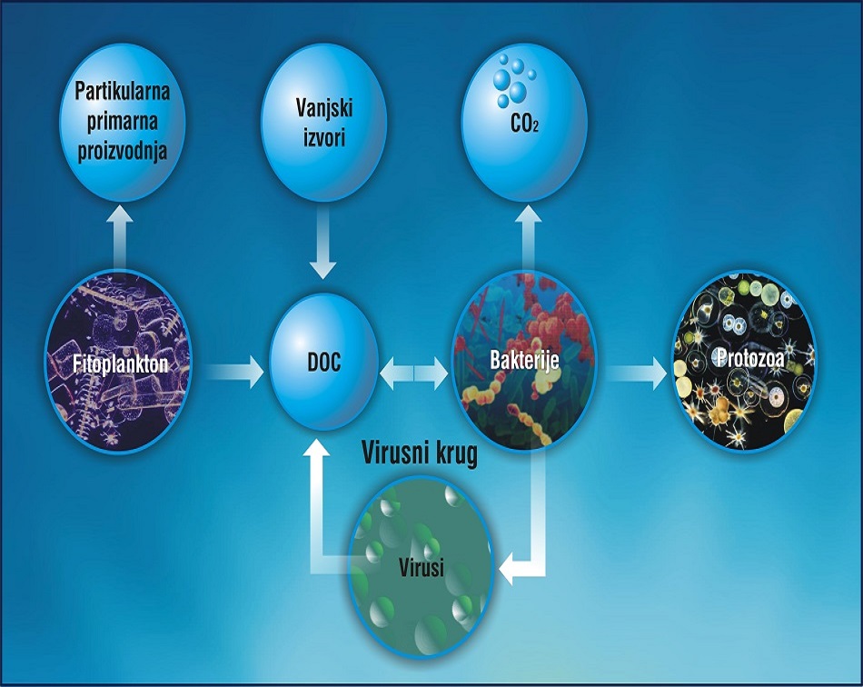 MICROGLOB