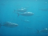 Farmed tuna